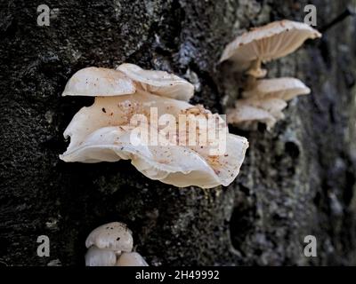 Porzellanpilz wächst auf einer toten Buche Stockfoto