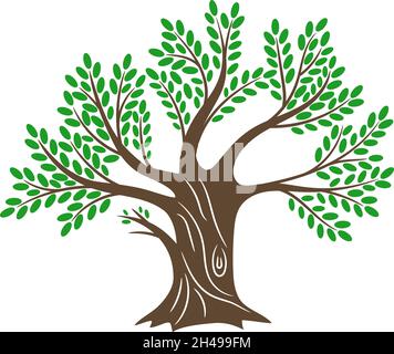 Alter Olivenbaum. Großes Öl oliv Holz, vintage griechenland Bäume Farbe Malerei Skizze für mediterrane Familie Essen Logo Idee, natürliche gesunde Mahlzeit Vektor Eiche farbige Silhouette auf weiß isoliert Stock Vektor