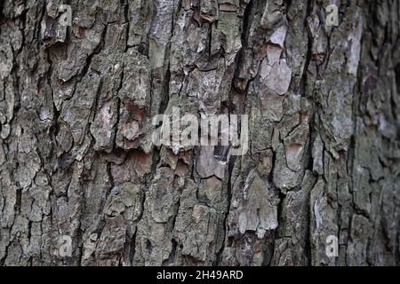 Rinde eines alten Baumes aus der Nähe. Großer Baumstamm Hintergrund. Baumrindenstruktur. Natürlicher Hintergrund. Stockfoto