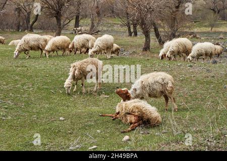 Eine Herde Schafe grast auf der Wiese. Ein trächtiges Schaf gebiert ein Lamm. Stockfoto