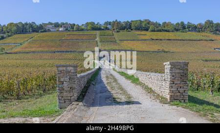 Weinberge am Hang in der Weinregion Burgund mit Schuppen in der Ferne Stockfoto