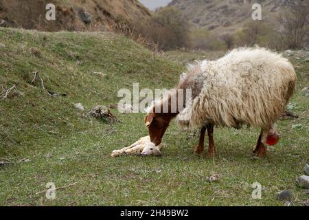 Ein trächtiges Schaf hat gerade ein Lamm zur Welt gebracht. Auf einer Wiese in den Bergen. Stockfoto