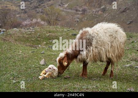 Ein trächtiges Schaf hat gerade ein Lamm zur Welt gebracht. Auf einer Wiese in den Bergen. Stockfoto