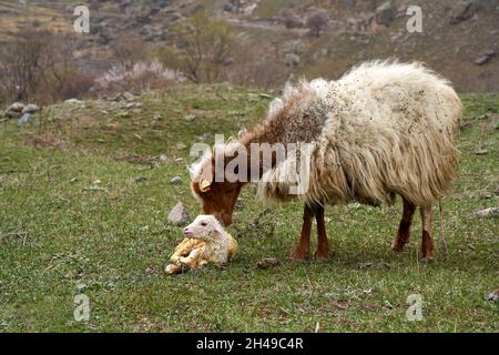 Ein trächtiges Schaf hat gerade ein Lamm zur Welt gebracht. Auf einer Wiese in den Bergen. Stockfoto