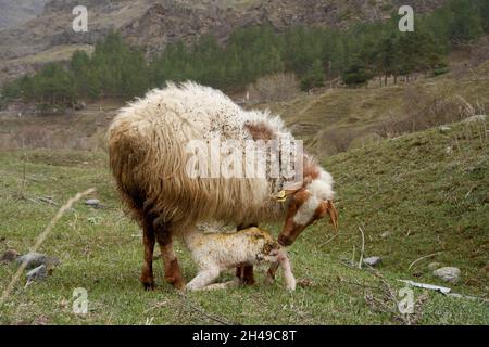 Ein trächtiges Schaf hat gerade ein Lamm zur Welt gebracht. Auf einer Wiese in den Bergen. Stockfoto