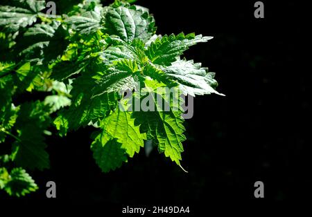 Grüne Brennnessel auf dunkelschwarzem Hintergrund Stockfoto