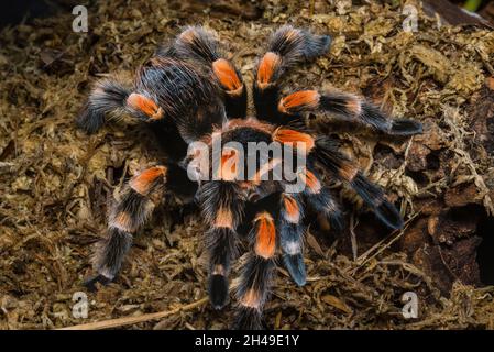 Brachypelma Hamorii (ex Smithi) Makro, Nahaufnahme Stockfoto