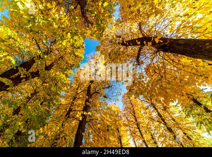 Hohe Linden mit bunten gelben und orangefarbenen Blättern im Herbst im Wald, von unten zum blauen Himmel hin betrachtet Stockfoto