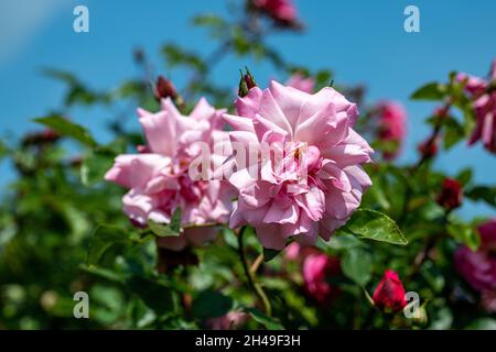 Eine zartrosa Rose, die in einem botanischen Garten mit einem blauen Himmel als Hintergrund blüht. Stockfoto