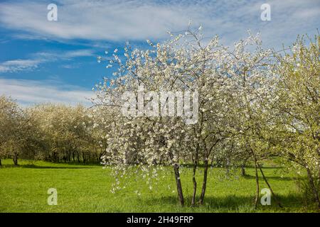 Kirschbäume (Prunus cerasus) blühen im Frühling. Kolomenskoje gut, Moskau, Russland. Stockfoto