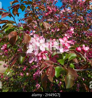 Blühender Zweig des Niedzwetzky-Apfelbaums (Malus niedzwetzkyana). Kolomenskoje gut, Moskau, Russland. Stockfoto