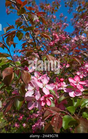 Blühender Zweig des Niedzwetzky-Apfelbaums (Malus niedzwetzkyana). Kolomenskoje gut, Moskau, Russland. Stockfoto