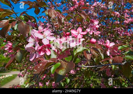 Blühender Zweig des Niedzwetzky-Apfelbaums (Malus niedzwetzkyana). Kolomenskoje gut, Moskau, Russland. Stockfoto