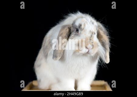 Niedliches weißes und braunfleckiges, lop-Kaninchen, das auf schwarzem Hintergrund posiert Stockfoto