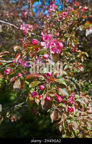 Blühender Zweig des Niedzwetzky-Apfelbaums (Malus niedzwetzkyana). Kolomenskoje gut, Moskau, Russland. Stockfoto