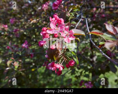 Blühender Zweig des Niedzwetzky-Apfelbaums (Malus niedzwetzkyana). Kolomenskoje gut, Moskau, Russland. Stockfoto