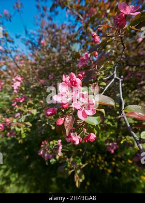 Blühender Zweig des Niedzwetzky-Apfelbaums (Malus niedzwetzkyana). Kolomenskoje gut, Moskau, Russland. Stockfoto