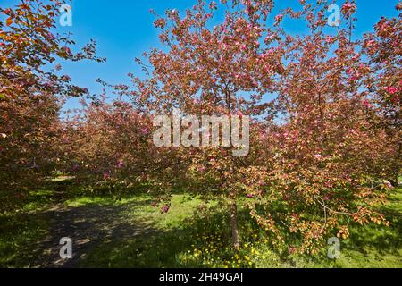 Die Apfelbäume von Niedzwetzky (Malus niedzwetzkyana) blühen. Kolomenskoje gut, Moskau, Russland. Stockfoto