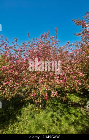 Niedzwetzkys Apfelbaum (Malus niedzwetzkyana) blüht. Kolomenskoje gut, Moskau, Russland. Stockfoto