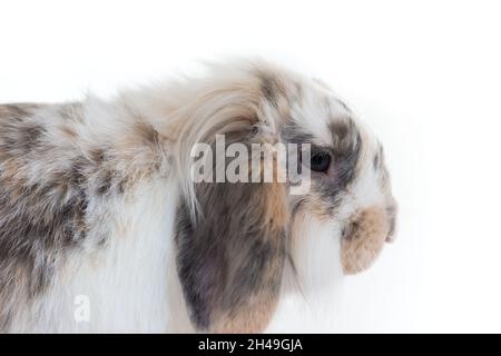 Niedliche gepunktete lop Kaninchenkopf auf weißem Hintergrund Stockfoto