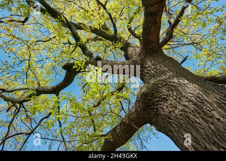 Stamm und Brunches einer alten Eiche (Quercus robur), die im Frühjahr zu Blatt kommt. Kolomenskoje gut, Moskau, Russland. Stockfoto