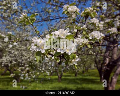 Zweig eines Apfelbaums (Malus domestica) in voller Blüte. Kolomenskoje gut, Moskau, Russland. Stockfoto