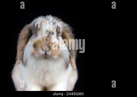 Niedliches weißes und braunfleckiges, lop-Kaninchen, das auf schwarzem Hintergrund posiert Stockfoto