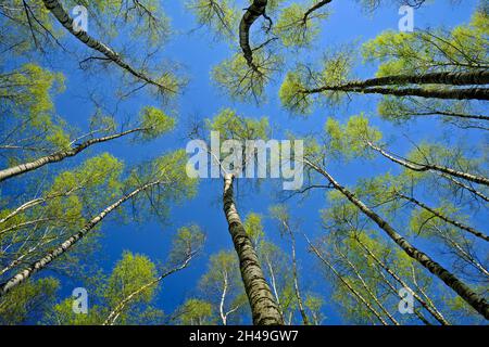 Blick von unten auf weiße Birken, die im Frühling in die Blätter kommen. Bitsevski Park (Bitsa Park), Moskau, Russland. Stockfoto