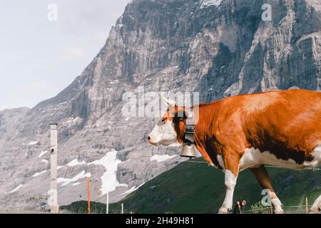 Schweizer Kuh läuft frei in den Bergen. Stockfoto