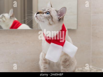 Weihnachtskatze sitzt auf der Badezimmertheke Stockfoto