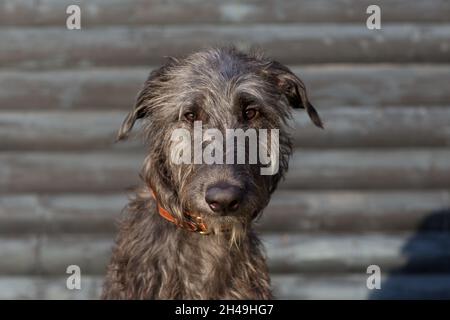 Junger schottischer Hirschhund Stockfoto