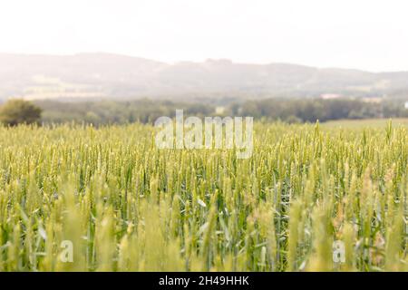 Getreidefeld - ländliche Landschaft, im Vordergrund Ohren von reifenden Weizenfeld Stockfoto