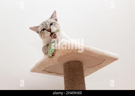 Spielerische Katze spielt mit Spielzeug-Maus Stockfoto