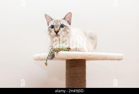 Tabby Katze sitzt auf Kratzbaum und spielt Stockfoto