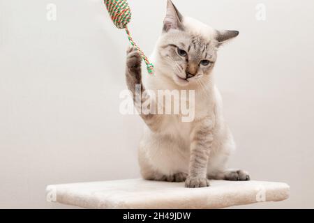 Die mürrische Katze sitzt auf dem Kratzbaum Stockfoto