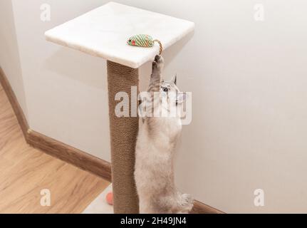 Spielerische Katze spielt mit Maus Spielzeug Stockfoto