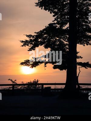 Sonnenuntergang von einer Gosan-Klippe aus gesehen, Ostsee, Polen. Silhouette einer großen Kiefer, orangefarbene Himmelsfarbe. Stockfoto