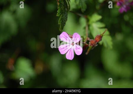 Rosa Kraut robert Blume, auf der großen Orme Stockfoto