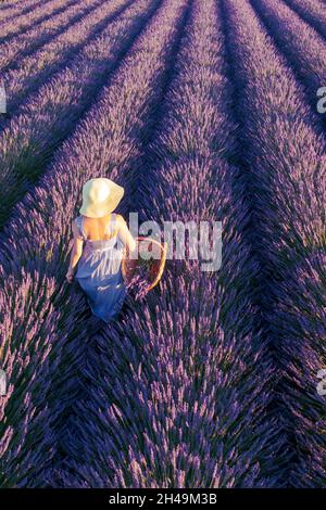 Eine Frau in einem Hut und einem schönen Kleid sammelt Lavendel in einem Korb Stockfoto