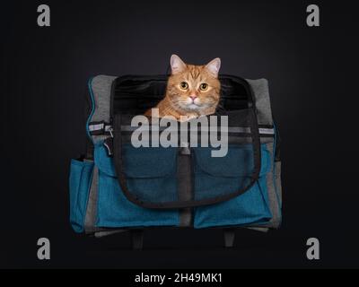 Rote Hauskatze in Blau mit grauem Transportwagen. Blick direkt auf die Kamera. Isoliert auf schwarzem Hintergrund. Stockfoto