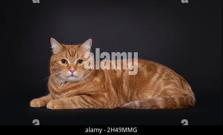 Hübsche rote Hauskatze, die Seitenwege hinlegt. Blick direkt auf die Kamera. Isoliert auf schwarzem Hintergrund. Stockfoto