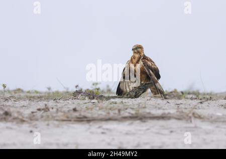 Langbeiniger Bussard Stockfoto.langbeiniger Bussard ist ein Greifvogel, der in mehreren Teilen Eurasiens und in Nordafrika weit verbreitet ist. Stockfoto