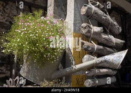 Eine alte Gießkanne, gefüllt mit wachsenden Blumen, die an einer Wand eines Holzhäuschen hängt. Stockfoto