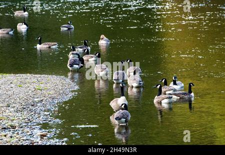 Kanadagänse auf dem Fluss Bela, Milnthorpe, Cumbria, Großbritannien Stockfoto