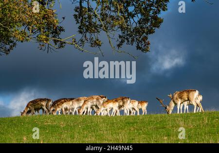 Damhirsch, Milnthorpe, Cumbria, Großbritannien. Stockfoto