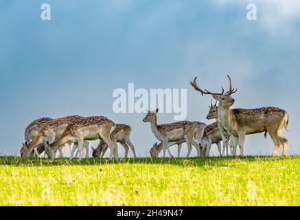 Damhirsch, Milnthorpe, Cumbria, Großbritannien. Stockfoto