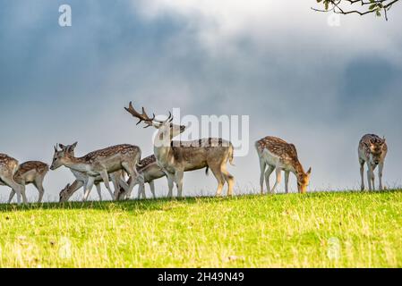 Damhirsch, Milnthorpe, Cumbria, Großbritannien. Stockfoto