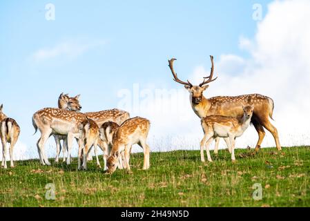 Damhirsch, Milnthorpe, Cumbria, Großbritannien. Stockfoto