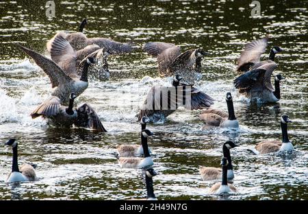 Kanadagänse auf dem Fluss Bela, Milnthorpe, Cumbria, Großbritannien Stockfoto