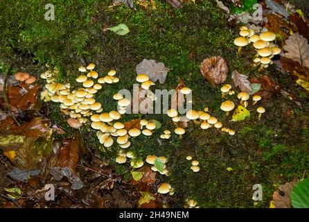 Schwefeltuftpilz, Arnside, Milnthorpe, Cumbria, Großbritannien Stockfoto